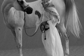 Арабы лошади