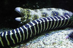 Рыба змея морская