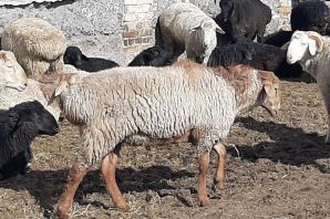 Порода овец эдельбай