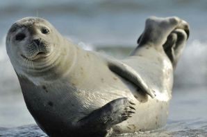 Черноморский тюлень