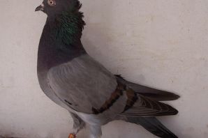 Николаевская порода голубей