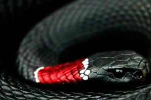 Красно бело черная змея