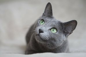 Серый русский кот