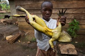Африканская лягушка голиаф