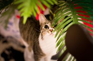 Пальмовая кошка