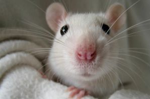 Белая крыса с черными глазами
