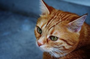 Рыжие породы кошек короткошерстные