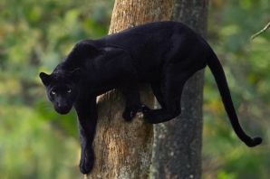 Черная кошка багира