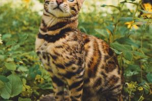 Бенгальская кошка линкс