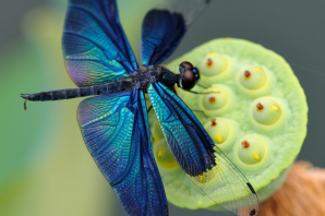 Бабочка с голубыми крыльями