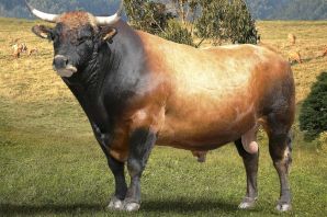 Мраморная говядина порода коров