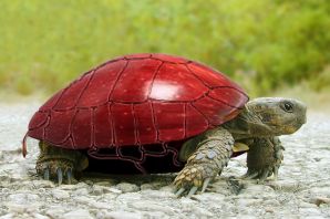 Черепахи домашние маленькие сухопутные