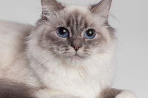 Невская сибирская кошка