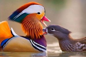 Необычные красивые птицы
