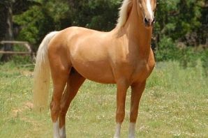Кватерхорс лошадь