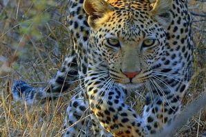 Голубой леопард