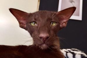 Ориентальный кот коричневый