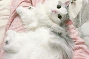 Кошка серо белая пушистая