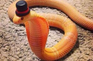Змея в свитере