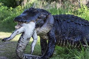 Самый толстый крокодил