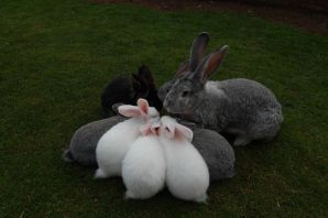 Самая большая порода кроликов в мире