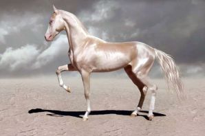 Самая красивая порода лошадей в мире