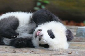 Уставшая панда
