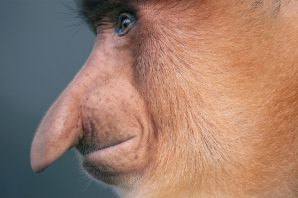 Носы животных