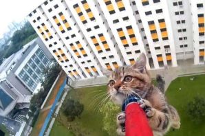 Балконы для кошек