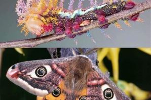 Бабочка розовый бражник
