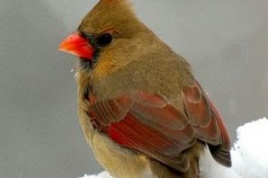 Маленькая птица с красной головой