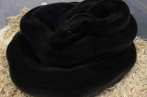 Черная змея домашняя