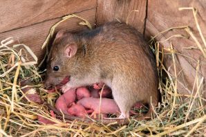 Новорожденные мыши полевки