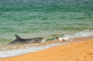 Крымские дельфины