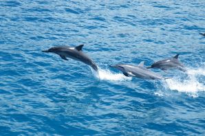 Враги дельфинов