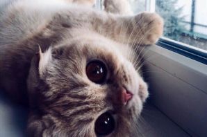 Котята с большими глазами