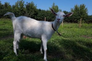 Аннинская порода коз