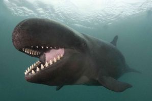 Белуга акула