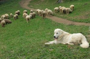 Собака овцепас
