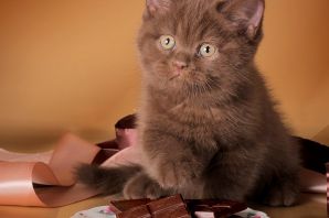 Шоколадный окрас шотландских кошек