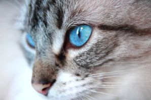 Коричневый котенок с голубыми глазами