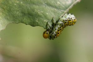 Рапсовый листоед личинка