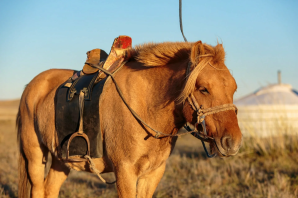 Монгольская порода лошадей