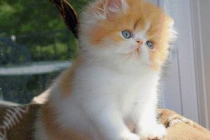 Персидская классическая кошка