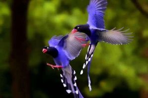 Синяя птица в природе