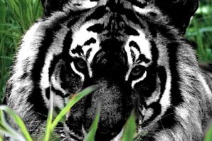 Черный тигр животное