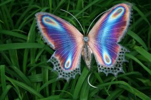 Бабочки морфиды