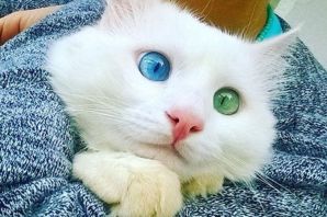 Котята с большими глазами порода