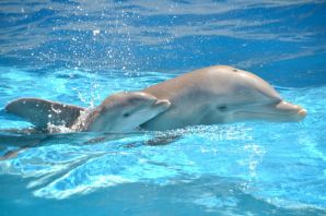 Дельфин и дельфиненок