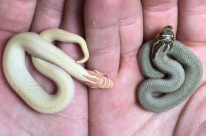 Новорожденные змеи